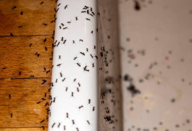 Best Ant Control Services  in Brighton, TN
