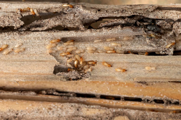 Best Cockroach Control Services  in Brighton, TN